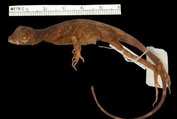 Media type: image;   Herpetology R-127833